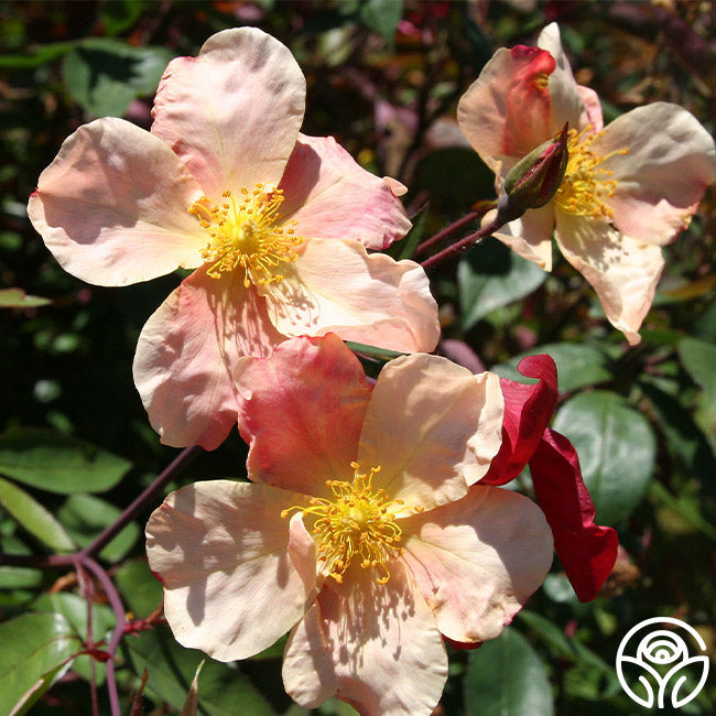 Mutabilis Rose - China - Lightly Fragrant – Heirloom Roses