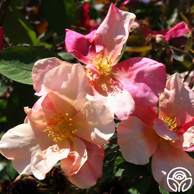Mutabilis Rose - China - Lightly Fragrant – Heirloom Roses