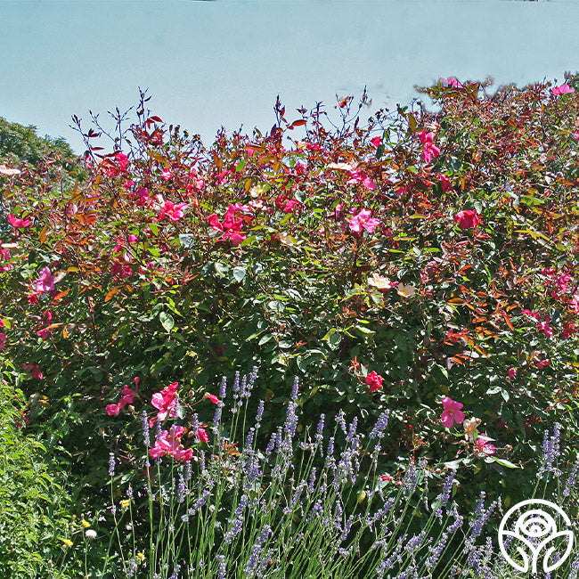 Mutabilis Rose - China - Lightly Fragrant – Heirloom Roses