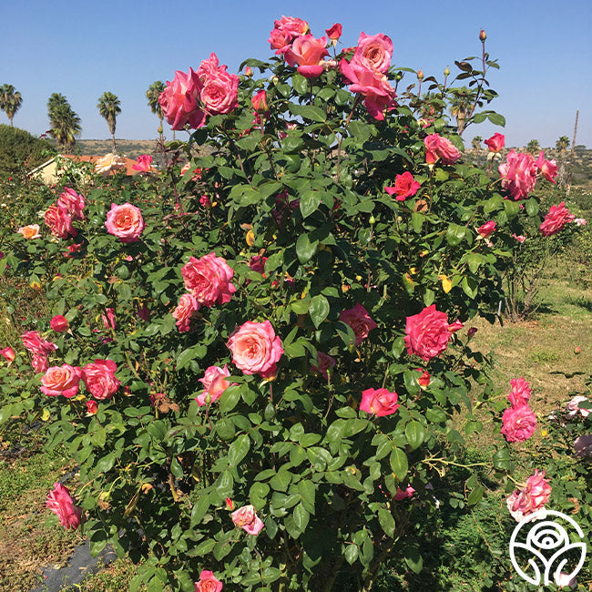 Muzi-Lucia | Pink Hybrid Tea Rose Bush – Heirloom Roses