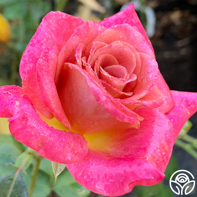Muzi-Lucia | Pink Hybrid Tea Rose Bush – Heirloom Roses
