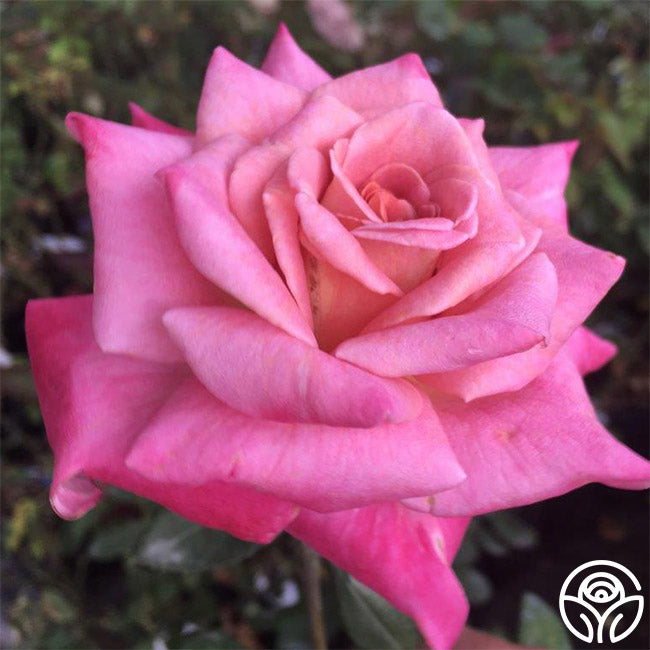 Muzi-Lucia | Pink Hybrid Tea Rose Bush – Heirloom Roses
