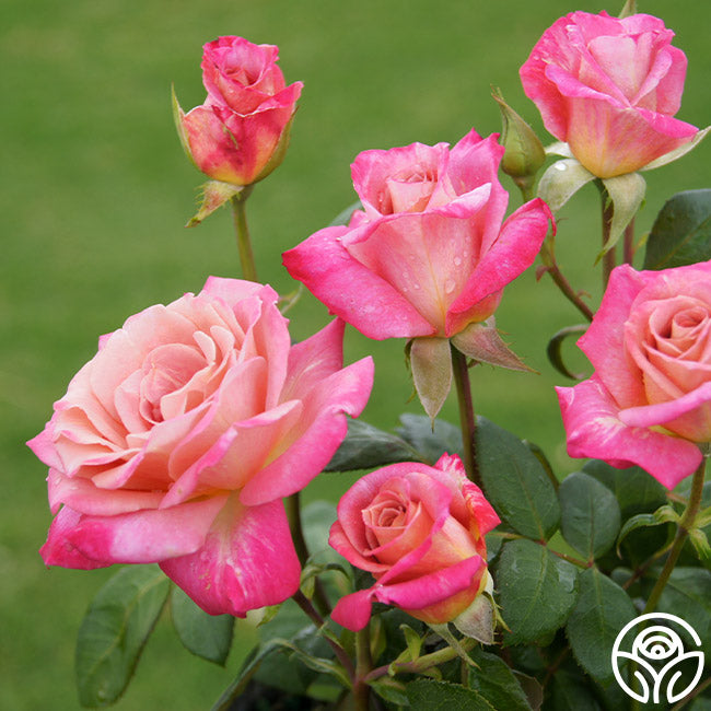 Muzi-Lucia | Pink Hybrid Tea Rose Bush – Heirloom Roses