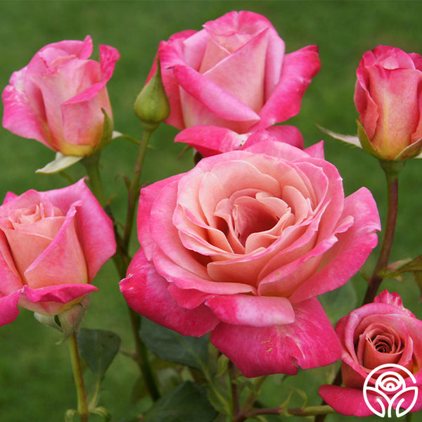 Muzi-Lucia | Pink Hybrid Tea Rose Bush – Heirloom Roses