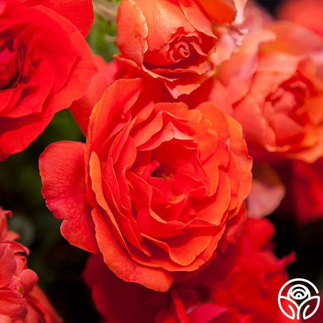 Red Roses Nelson Nelson Mandela – Heirloom Roses