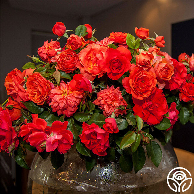 Nelson Mandela | Orange Floribunda Rose Bush – Heirloom Roses