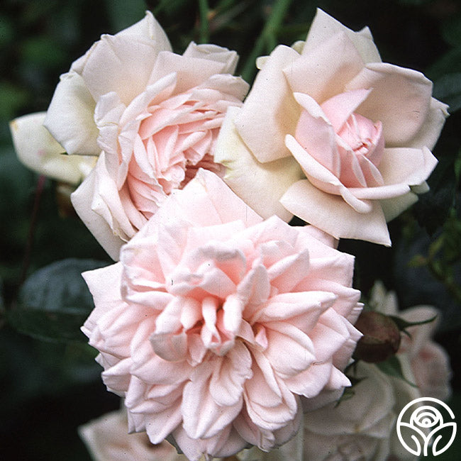 Heirloom Roses Dawn Climbing Rose - Thumbnail 2