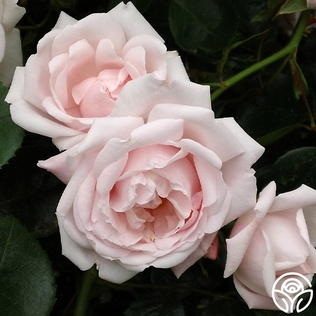 Heirloom Roses New Dawn - Thumbnail 4