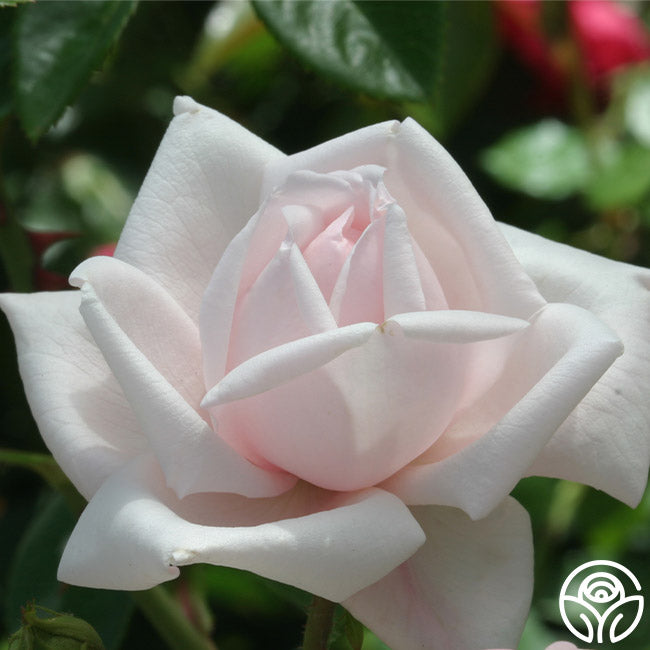 New Dawn Rose