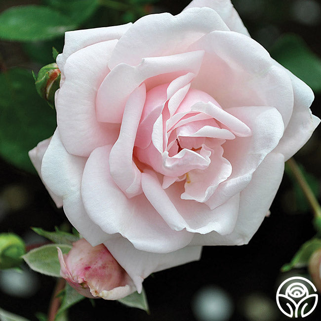 New Dawn Rose - Thumbnail 4