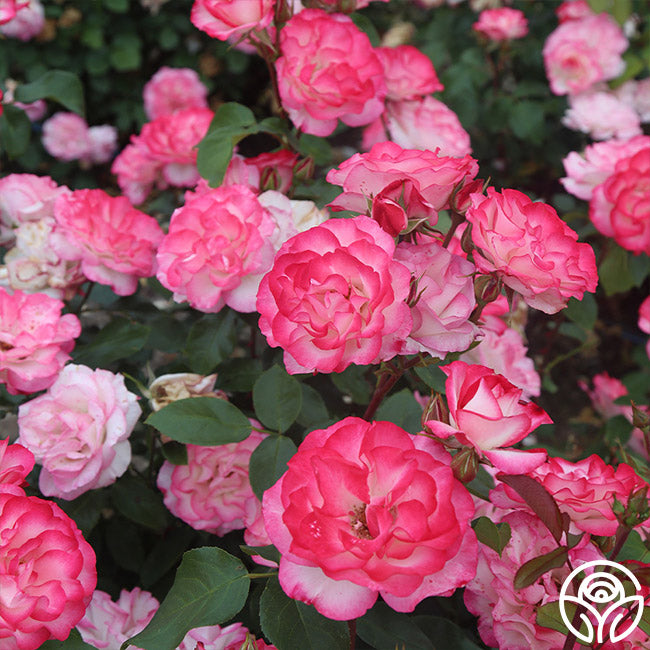 Nicole Floribunda Rose | Colorful Rose Bush – Heirloom Roses