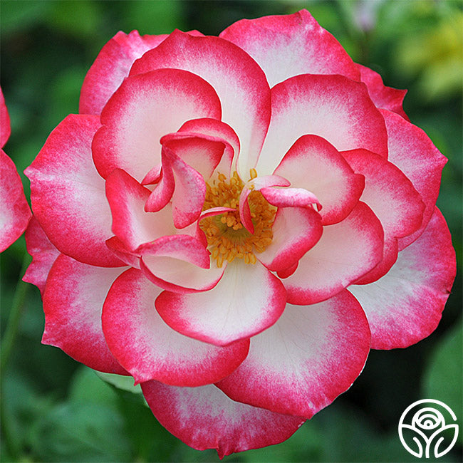 Nicole Rose - Floribunda - Lightly Fragrant – Heirloom Roses