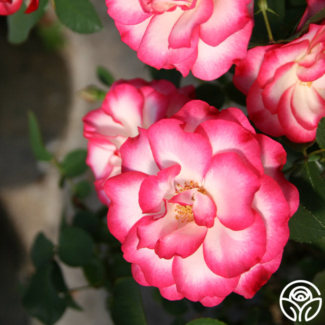 Nicole Floribunda Rose | Colorful Rose Bush – Heirloom Roses