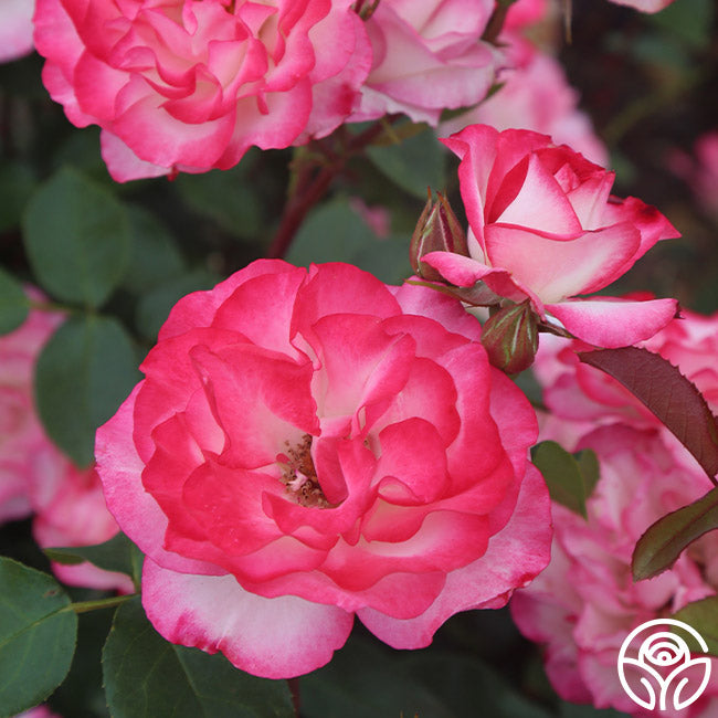 Nicole Floribunda Rose | Colorful Rose Bush – Heirloom