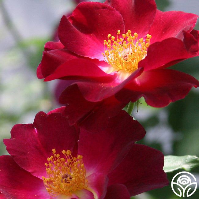 Heirloom Roses Night Owl Climbing Rose - Thumbnail 2
