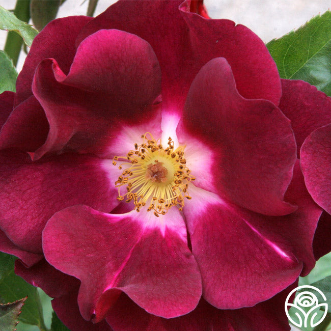 Owl Grove Roses Night Owl Rose - Climbing Roses - Lightly Fragrant – Heirloom Roses
