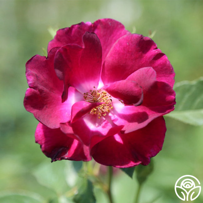 Heirloom Roses Night Owl Climbing Rose