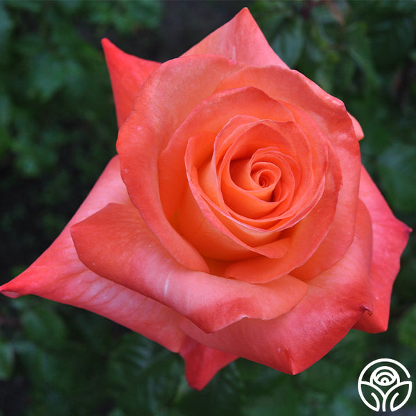 octoberfest-1_1_1_grande.jpg?v