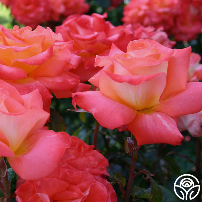 Octoberfest Grandiflora Rose | Colorful Rose Plant – Heirloom Roses