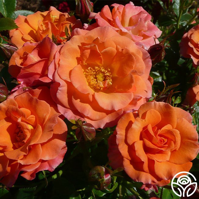 Old John™ – Heirloom Roses