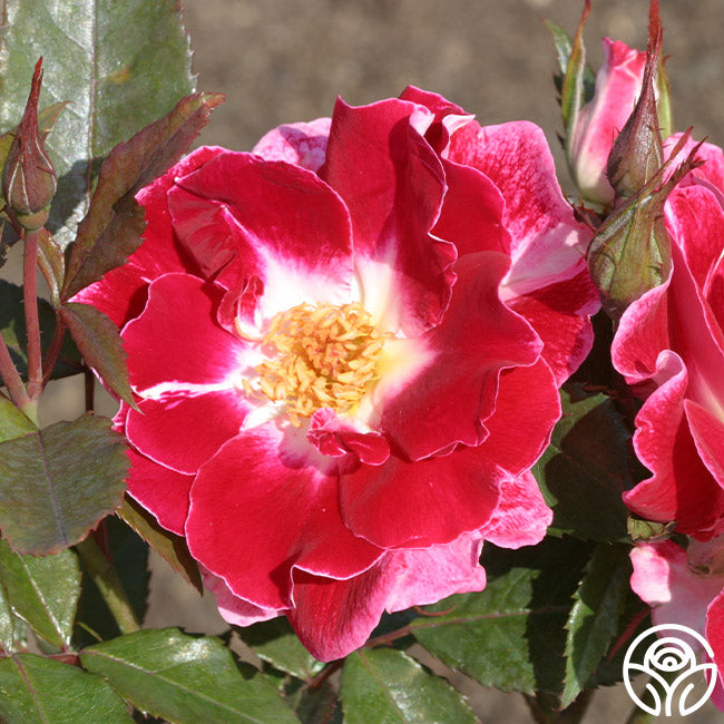 Old Master Floribunda Rose | Red Rose Plant – Heirloom