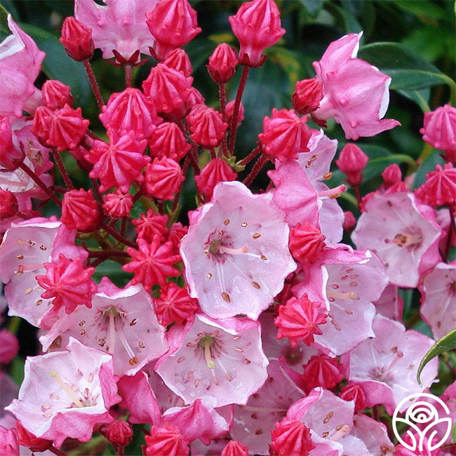 Olympic Roses Olympic Fire – Heirloom
