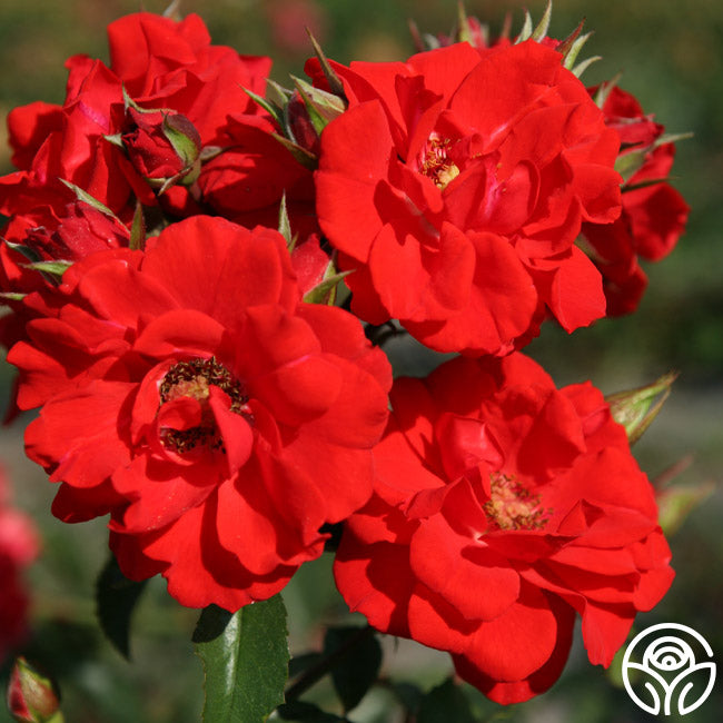 Orange Flare Rose - Climbing Roses - Lightly Fragrant – Heirloom Roses