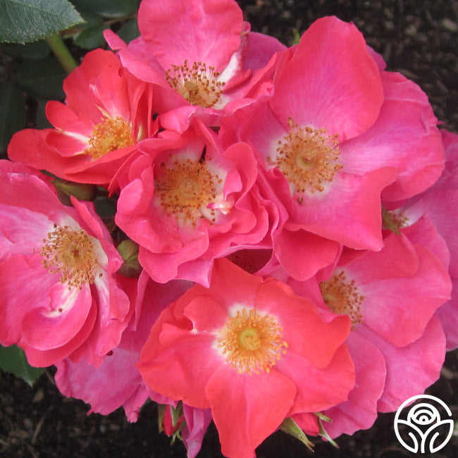 Orange Floorshow Landscape Rose | Fragrant Rose Plant – Heirloom
