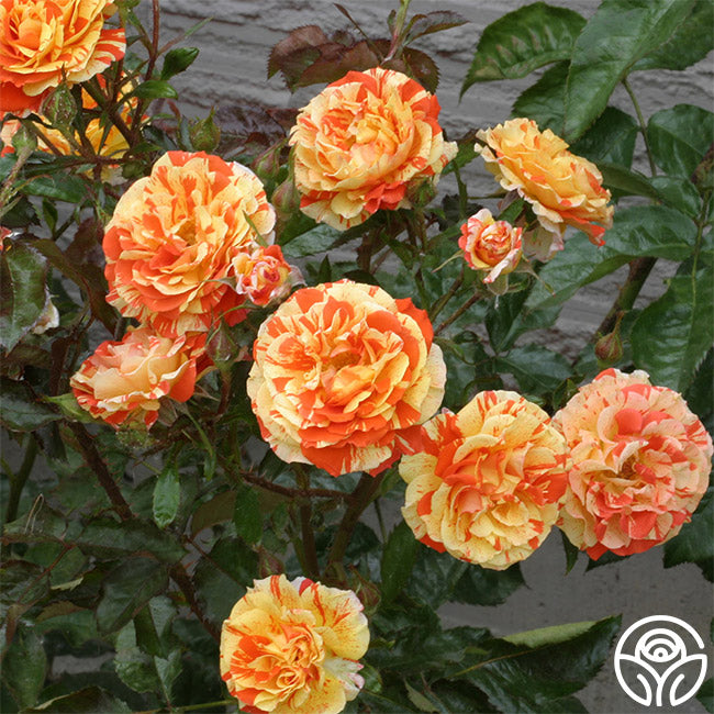 Lemon Roses Oranges 'n' Lemons Rose - Shrub - Moderately Fragrant – Heirloom Roses