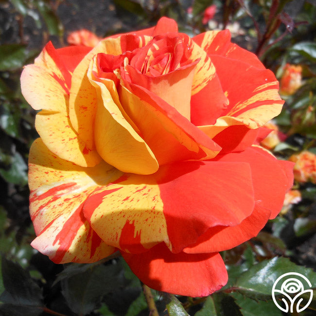 Lemon Roses Oranges 'n' Lemons Rose - Shrub - Moderately Fragrant – Heirloom Roses