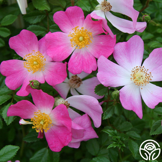 Oso Roses Oso Easy – Heirloom