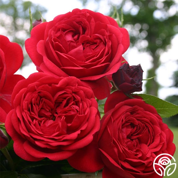 Out Of Rosenheim™ | Red Floribunda Rose Bush – Heirloom