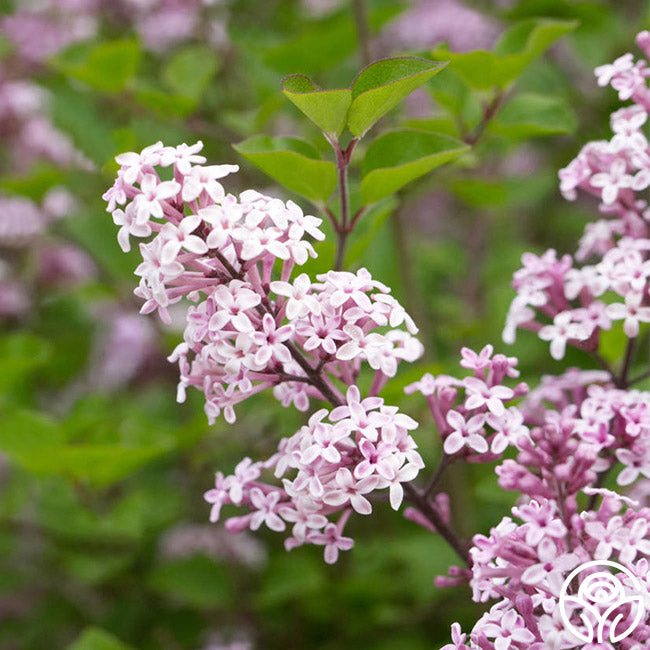 Palibin Lilac