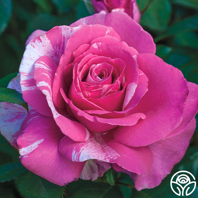 Parade Day™ – Heirloom Roses