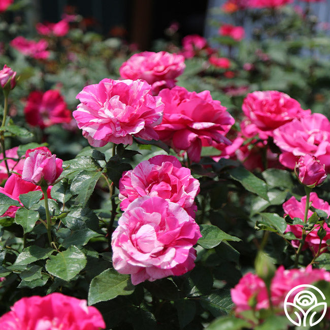 Parade Day™ – Heirloom Roses