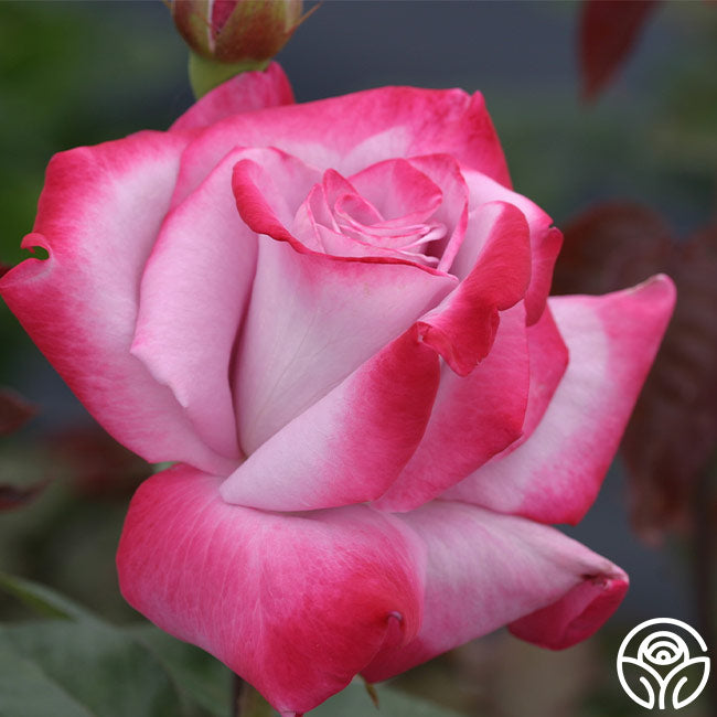 Paradise Hybrid Tea Rose | Fragrant Rose Bush – Heirloom