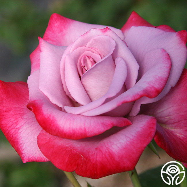 Paradise Hybrid Tea Rose | Fragrant Rose Bush – Heirloom Roses