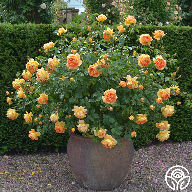 Pat Austin Rose David Austin Very Fragrant Heirloom Roses