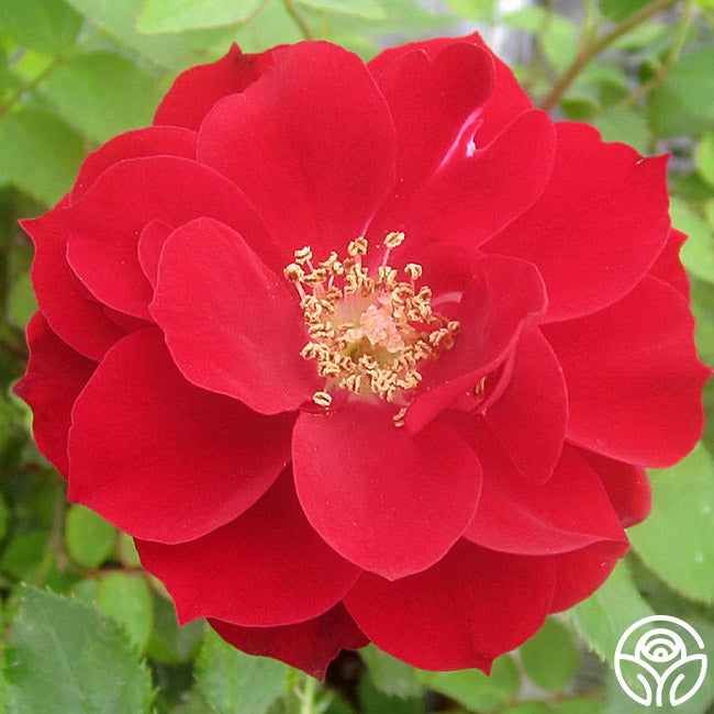Country Song Roses Patriot Song – Heirloom