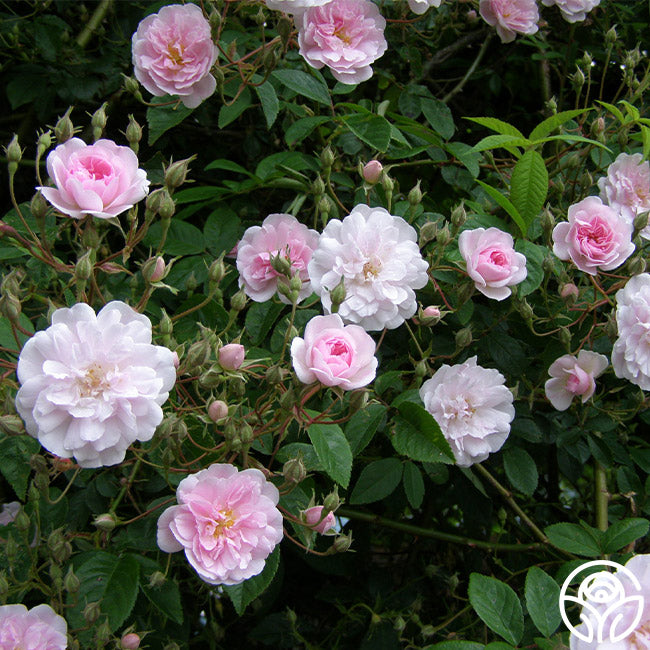 Paul's Himalayan Musk