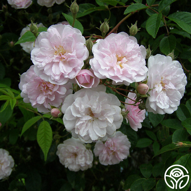 Paul's Himalayan Musk