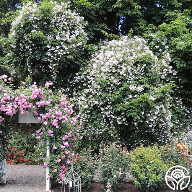 Paul's Himalayan Musk