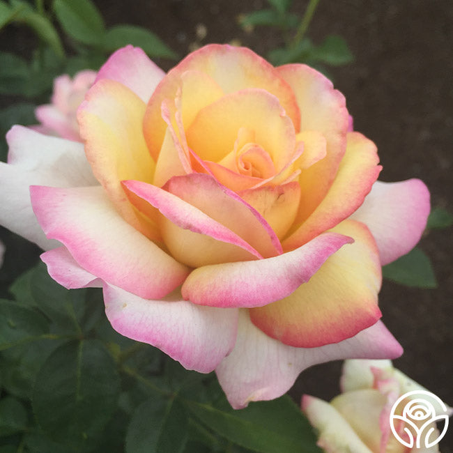 Peace Rose - Hybrid Tea - Very Fragrant – Heirloom Roses