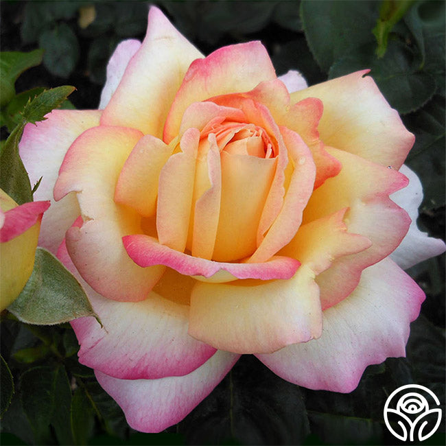 Hybrid Tea Rose