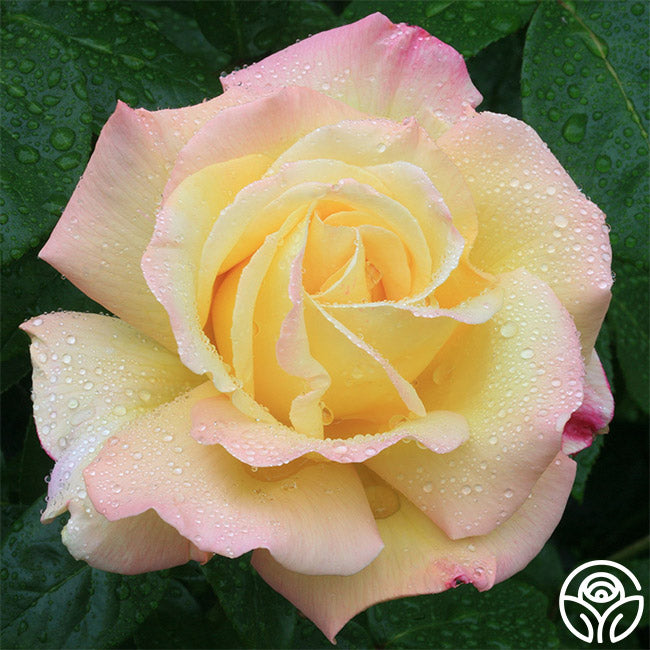 Peace Rose - Hybrid Tea - Very Fragrant – Heirloom Roses