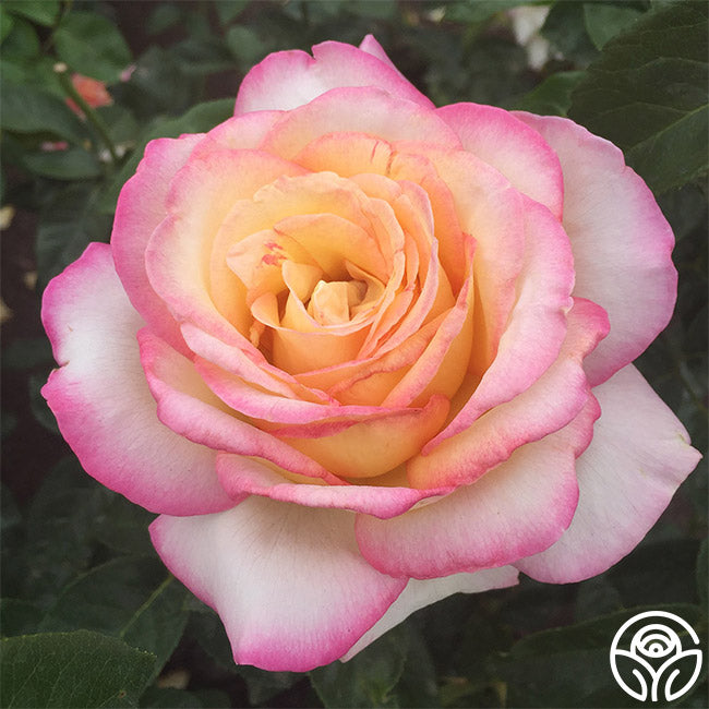 Peace Rose - Hybrid Tea - Very Fragrant – Heirloom Roses