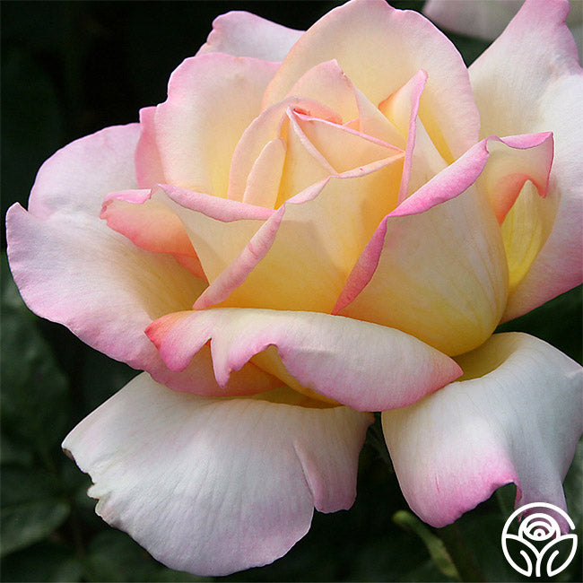 Peace Rose - Hybrid Tea - Very Fragrant – Heirloom Roses