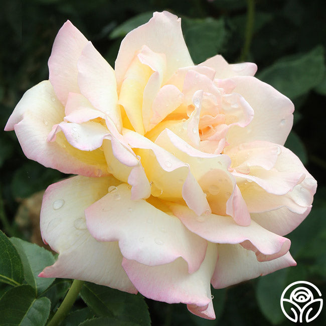 Peace Rose - Hybrid Tea - Very Fragrant – Heirloom Roses