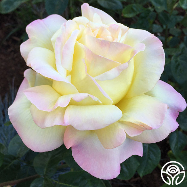 Peace Rose - Hybrid Tea - Very Fragrant – Heirloom Roses