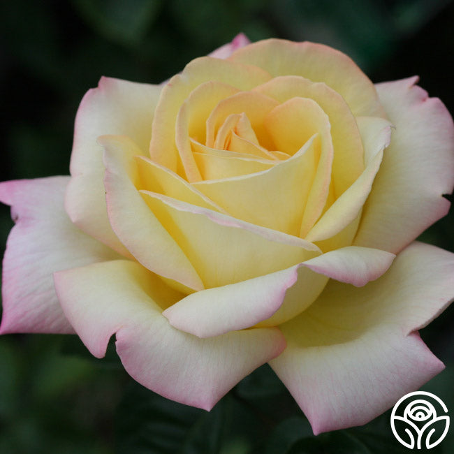 Peace Rose - Hybrid Tea - Very Fragrant – Heirloom Roses